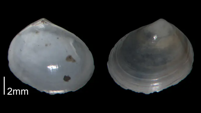 Photograph of a specimen of Abra aequalis