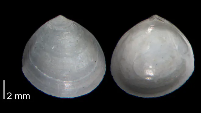 Photograph of a specimen of Abra aequalis