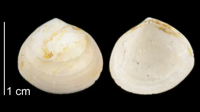 Photograph of a specimen of Abra aequalis