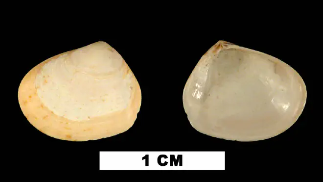 Photograph of a specimen of Abra aequalis