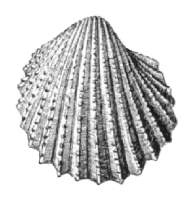 Specimen of Acanthocardia propeciliare figured by Dall (1900, pl. 48, fig. 12); 20.0 mm in length.