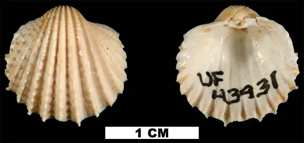 Acanthocardia propeciliare