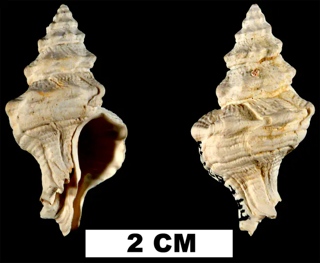 Calotrophon sarasotaensis from the Late Pliocene Tamiami Fm. (Pinecrest Beds) of Sarasota County, Florida (UF 139344).