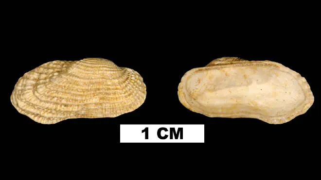 Photograph of Acar reticulata from the Early Miocene Chipola Fm. of Calhoun County, Florida. (UF76312).