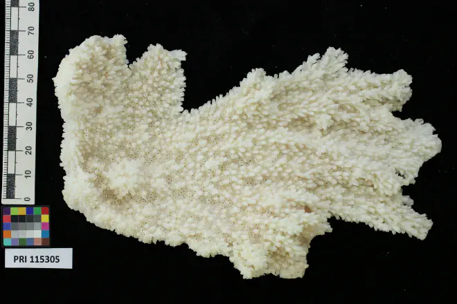 Photograph of Acropora palmata from the XXXX Formation of XXXX (PRI 115305, specimen 1).