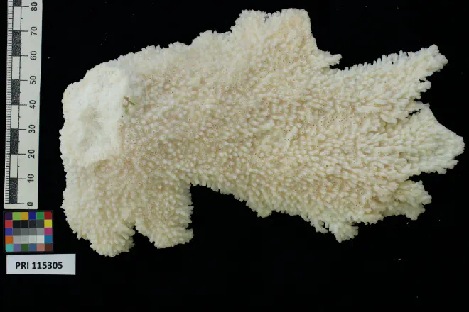 Photograph of Acropora palmata from the XXXX Formation of XXXX (PRI 115305, specimen 1).