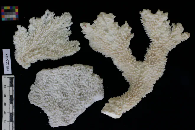 Photograph of Acropora palmata from the XXXX Formation of XXXX (PRI 115322); stacked image.