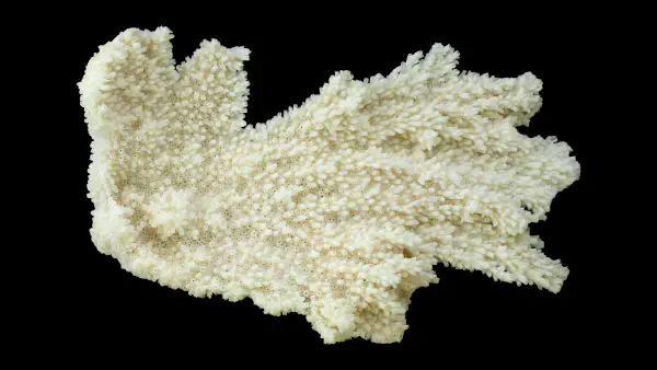 Acropora palmata
