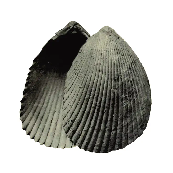 Specimen of Acrosterigma dalli figured by Heilprin (1886, pl. , fig. 70); 5.3 in. in length.