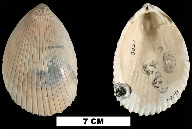 Acrosterigma dalli from the Late Pliocene Tamiami Fm. (Pinecrest Beds) of Sarasota County, Florida (UF 135923).