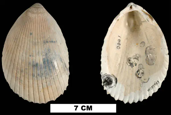 Acrosterigma dalli