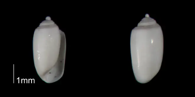 Acteocina candei from the Early Pleistocene Waccamaw Fm. of Brunswick County, North Carolina (PRI 70407).