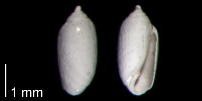 Acteocina candei from the Early Pleistocene James City Fm. of Beaufort County, North Carolina (PRI 70494).