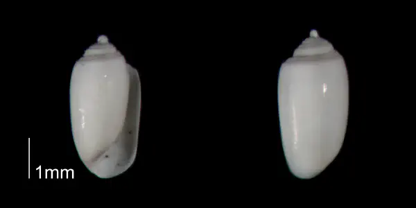 Acteocina candei