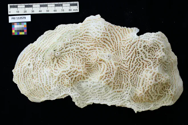 Photograph of Agaricia agaricites from the XXXX Formation of XXXX (PRI 112579).