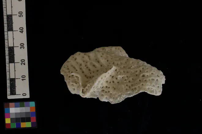 Photograph of Agaricia agaricites from the XXXX Formation of XXXX (PRI 113594).