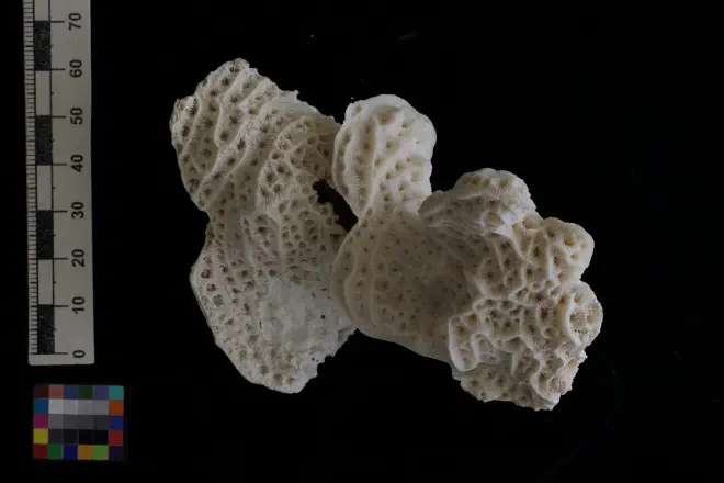 Photograph of Agaricia agaricites from the XXXX Formation of XXXX (PRI 113602).