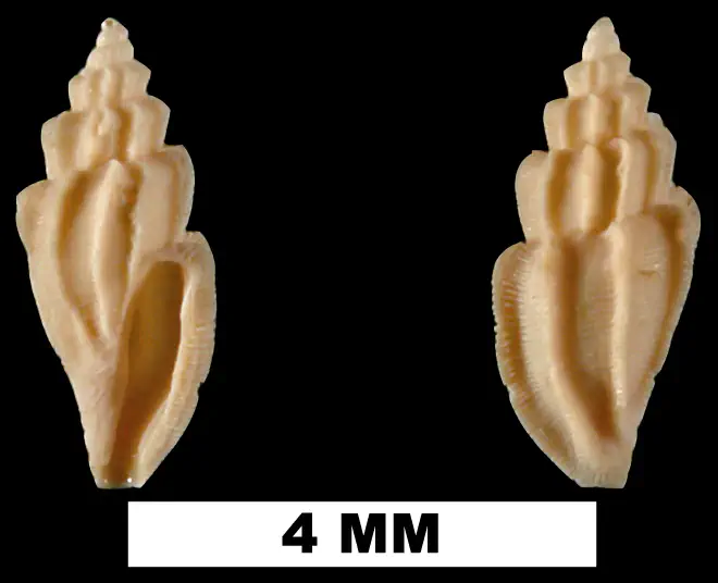 Agathotoma candidissima from the Early Pleistocene Caloosahatchee Fm. of Charlotte County, Florida (UF 209149).