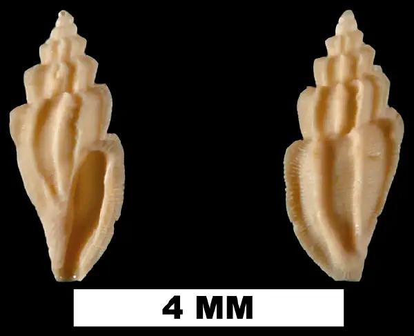 Agathotoma candidissima