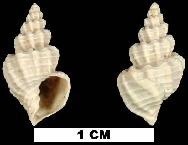 Agatrix epomis