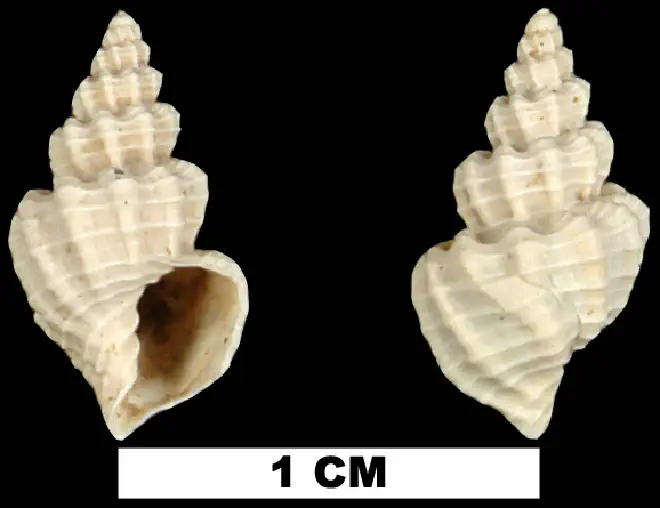 Axelella eponis from the Plio-Pleistocene (formation unknown) of Sarasota County, Florida (UF 228662).