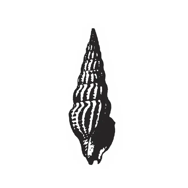 Specimen of Agladrillia aulakoessa figured by Gardner (1938, pl. 40, fig. 2); 25.0 mm in length.