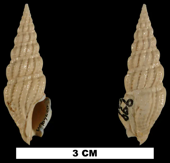 Agladrillia aulakoessa from the Early Miocene Chipola Fm. of Calhoun County, Florida (UF 104620).