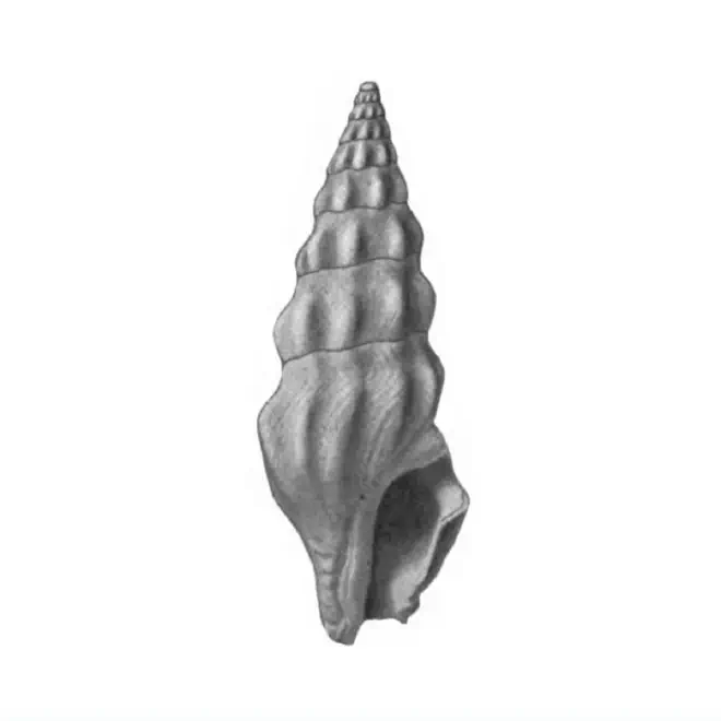 Specimen of Agladrillia rabdotacona figured by Gardner (1938, pl. 40, fig. 23); 24.0 mm in length.