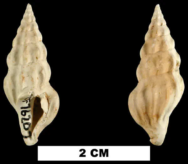 Agladrillia rabdotacona