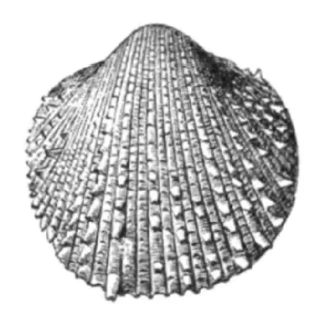 Specimen of Agnocardia acrocome figured by Dall (1900, pl. 48, fig. 2); 8.0 mm in length.