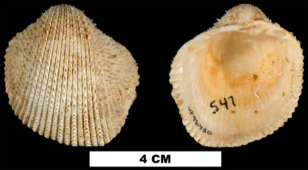 Agnocardia acrocome