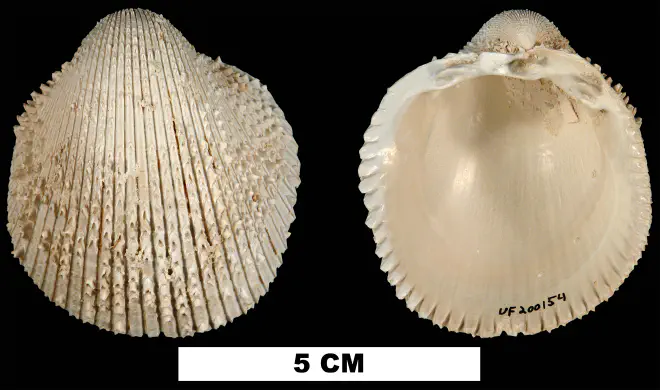 Agnocardia spinosifrons from the Late Pliocene Tamiami Fm. (Pinecrest Beds) of Collier County, Florida (UF 200154).