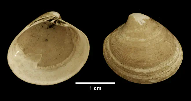 Pitar morrhuanus from the Late Pliocene Yorktown Fm. of Isle of Wight County, Virginia (SDSM 112638).