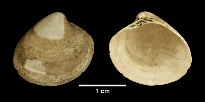 Pitar morrhuanus from the Late Pliocene Yorktown Fm. of Isle of Wight County, Virginia (SDSM 113049).
