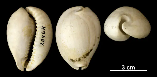 Siphocypraea carolinensis from the Plio-Pleistocene (formation unknown) of Okeechobee County, Florida (PRI 69853).
