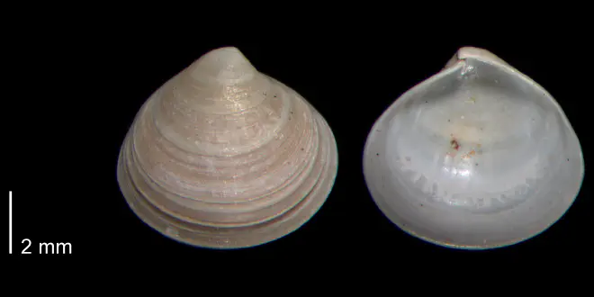 Aligena striata from the Early Pleistocene James City Fm. of Beaufort County, North Carolina (PRI 70482).