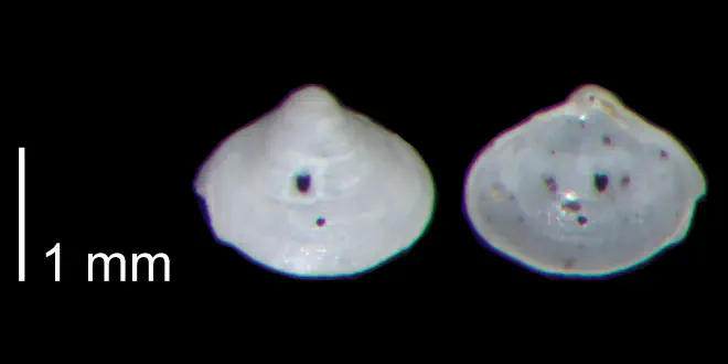 Aligena striata from the Early Pleistocene James City Fm. of Beaufort County, North Carolina (PRI 70485).