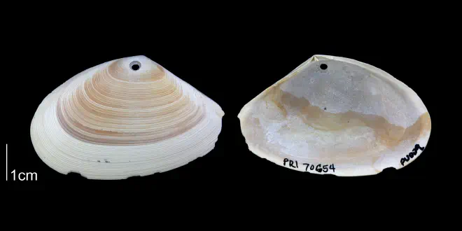 Ameritella versicolor from the Plio-Pleistocene Nashua Fm. of Putnam County, Florida (PRI 70654).