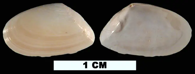 Ameritella versicolor from the Pleistocene (formation unknown) of Glades County, Florida (UF 53884).