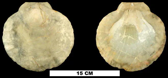 Amusium mortoni from the Late Pliocene Tamiami Fm. (Pinecrest Beds) of Sarasota County, Florida (UF 137307).