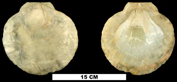 Amusium mortoni