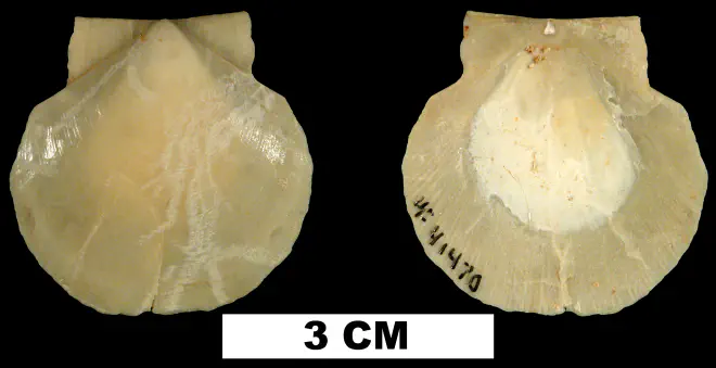 Amusium precursor from the Early Miocene Chipola Fm. of Calhoun County, Florida (UF 41470).