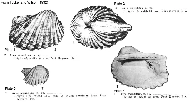Photographs of Anadara aequalitas from Tucker and Wilson (1932).