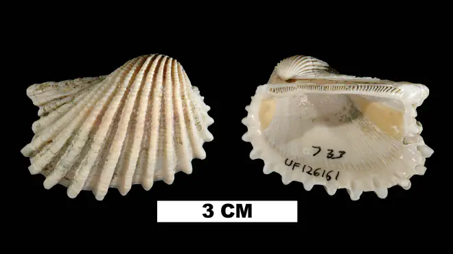 Photograph of Anadara aequalitas from the Middle Pleistocene Bermont Fm. of Palm Beach County, Florida (UF 126161).