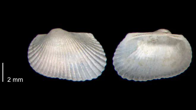 Photograph of Anadara aequicostata (PRI 70475)