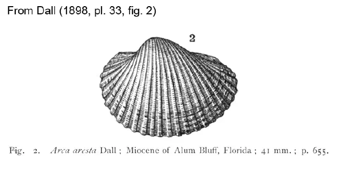 Drawing of Anadara aresta.