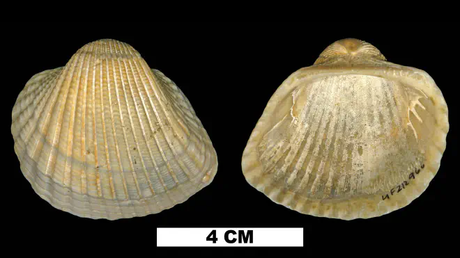 Photograph of Anadara brasiliana (UF 212966).