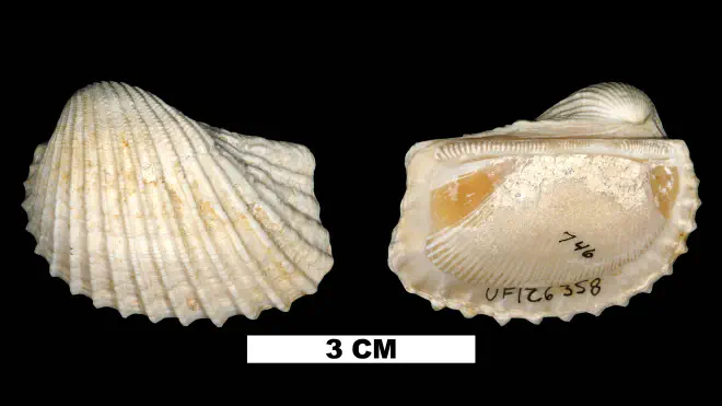 Photograph of Anadara catasarca (UF 126358).