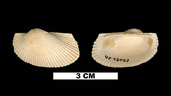 Photograph of Anadara hypomela (UF 73053)