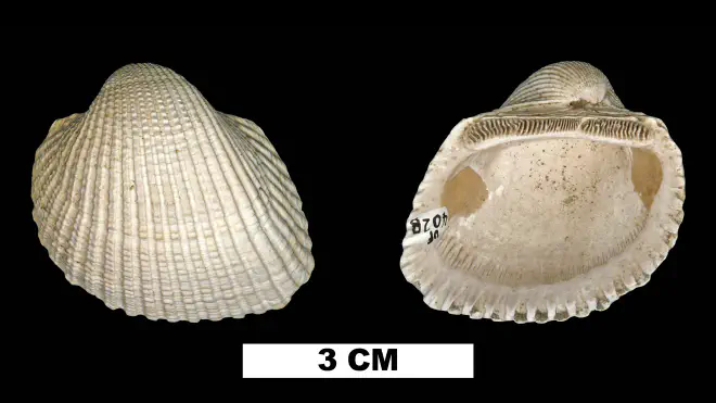 Photograph of Anadara idonea (UF 4028).